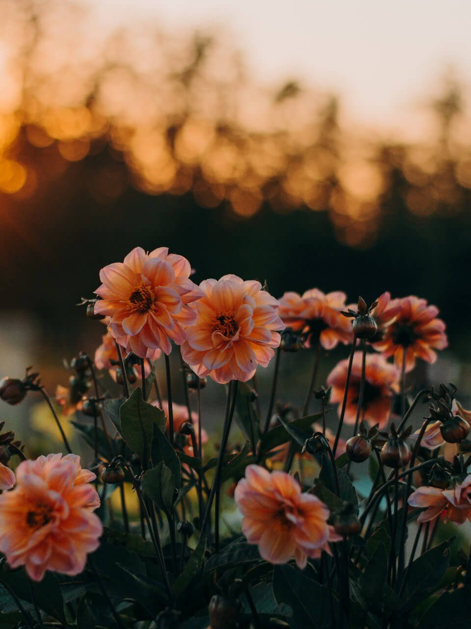 Coral and yellow dahlias glowing in low evening sun